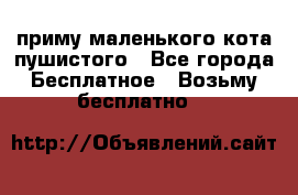 приму маленького кота пушистого - Все города Бесплатное » Возьму бесплатно   